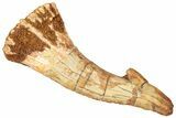 Fossil Sawfish (Onchopristis) Rostral Barb - Morocco #322853-1